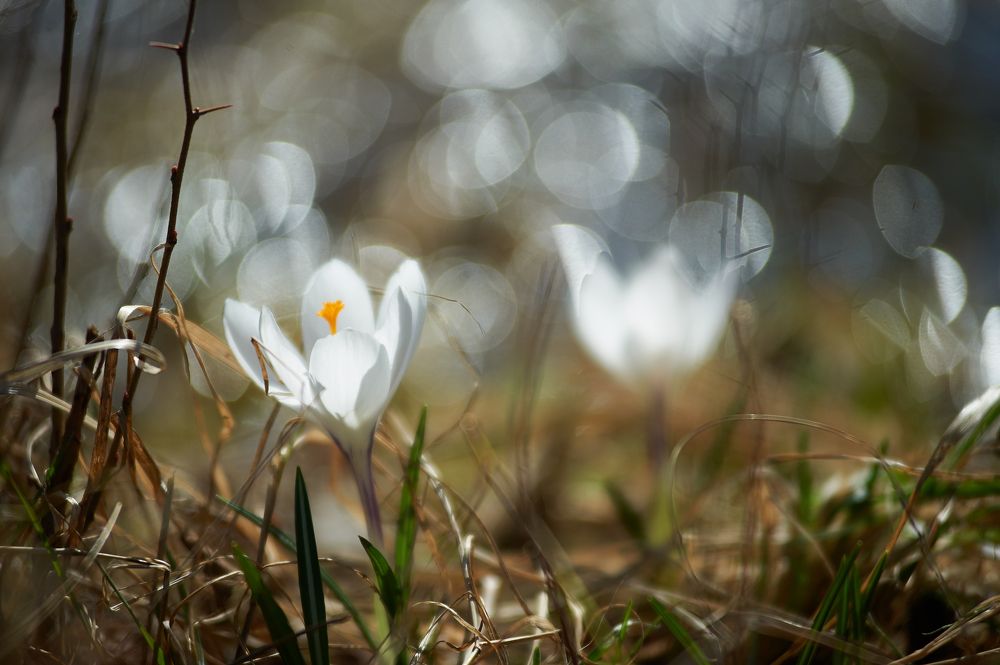 Белый Крокус