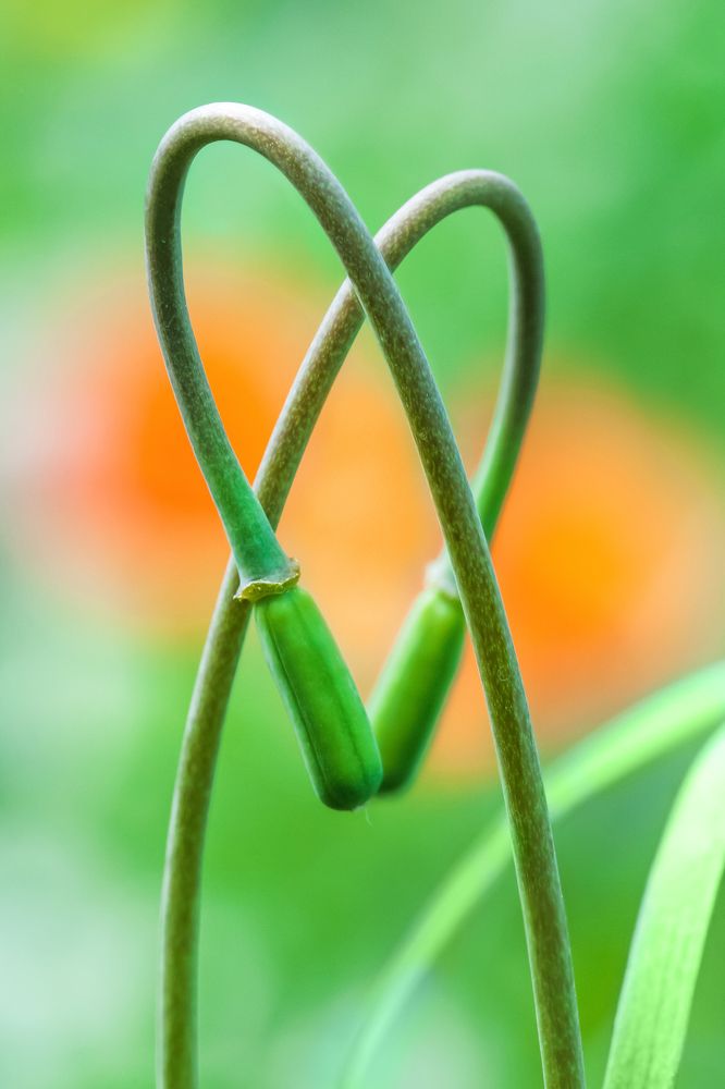 Символ жизни