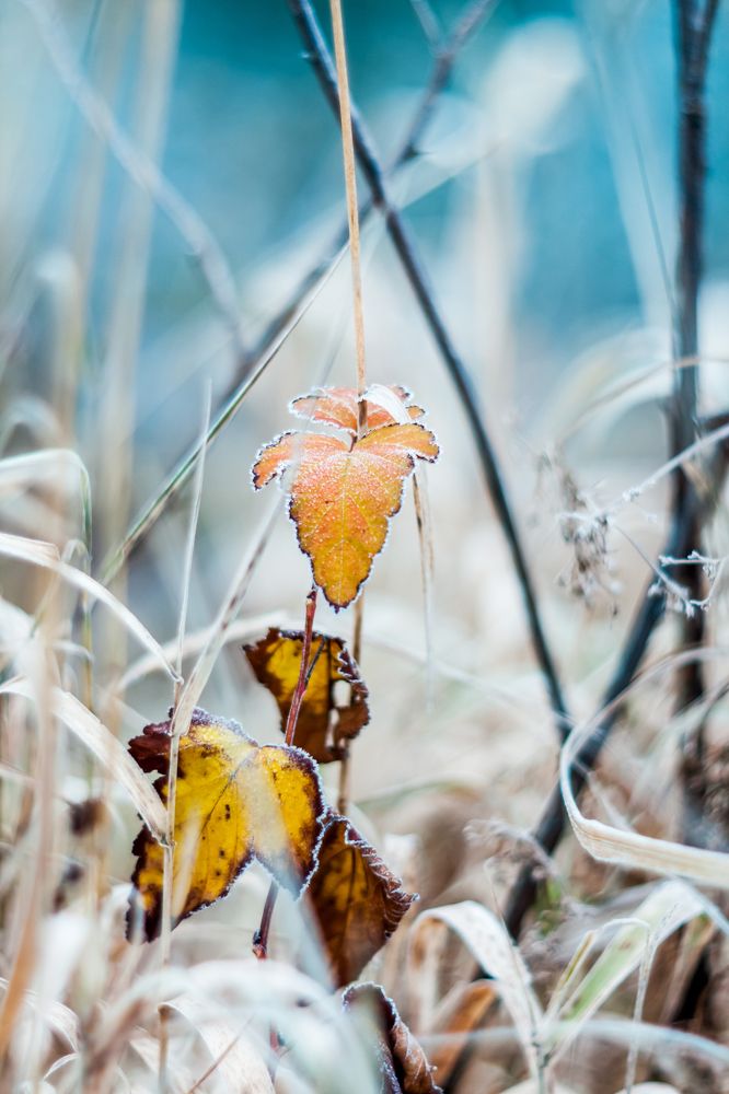 Морозный ноябрь