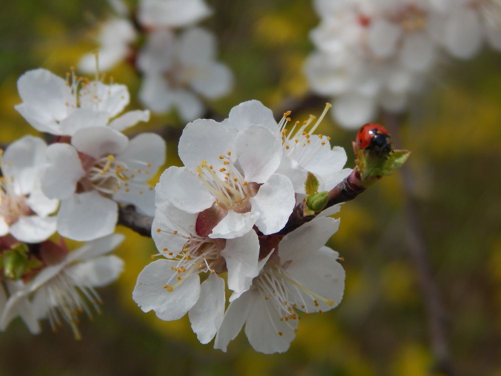 Аромат весны