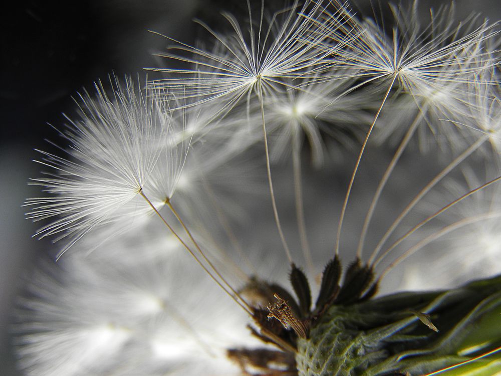 Dandelion