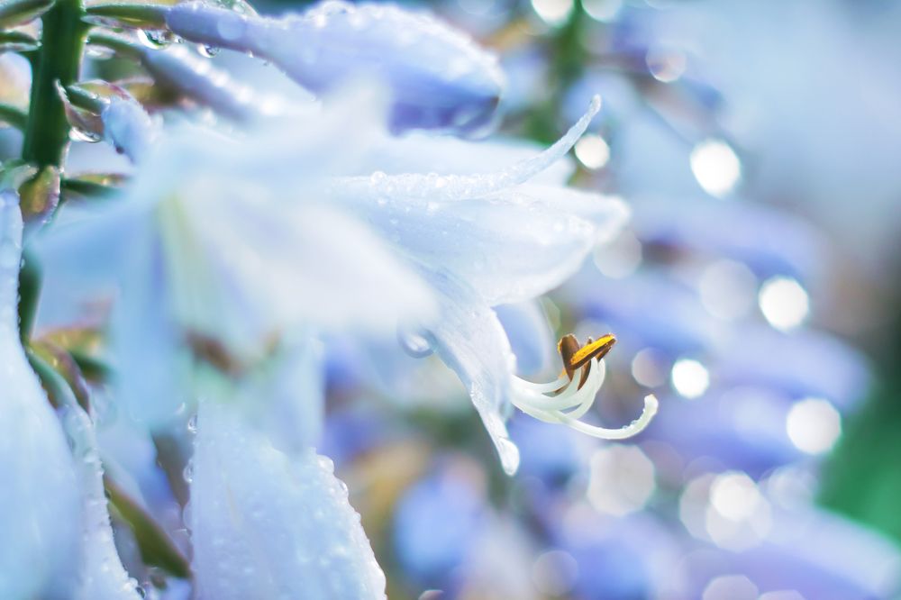 Голубая хоста после дождя на рассвете