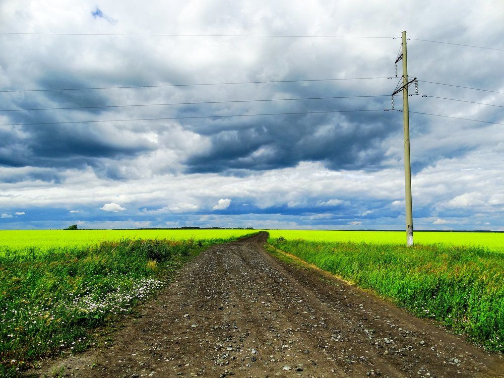 рапсовое поле