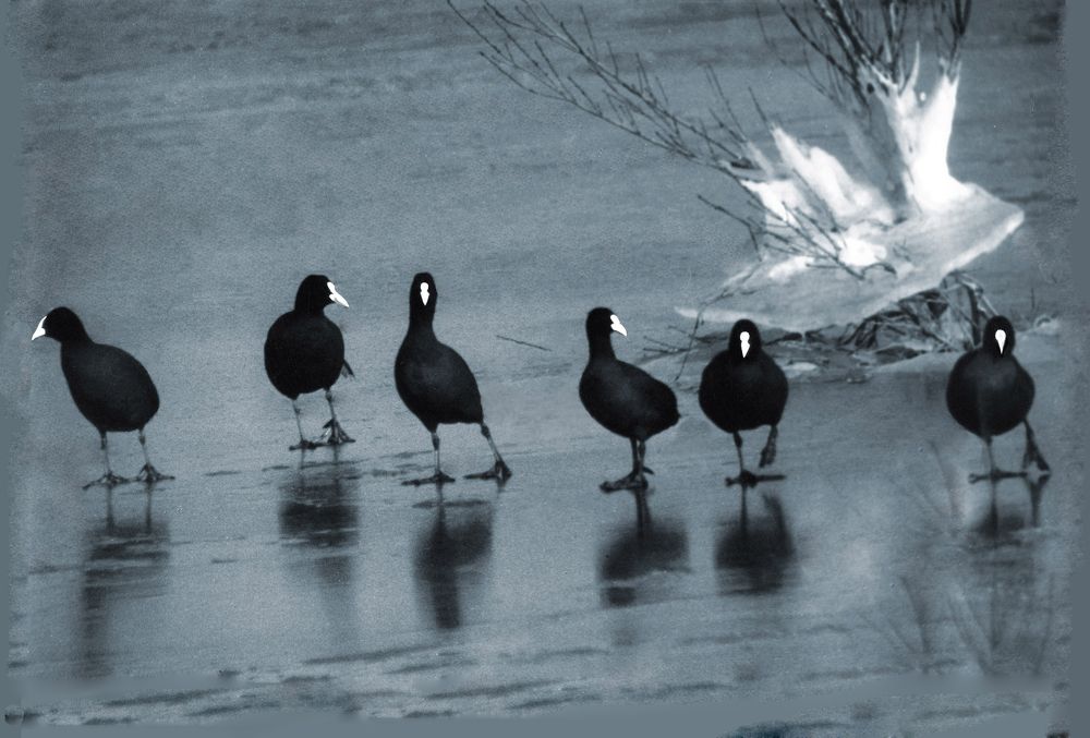 Лысухи.  Шведский стол