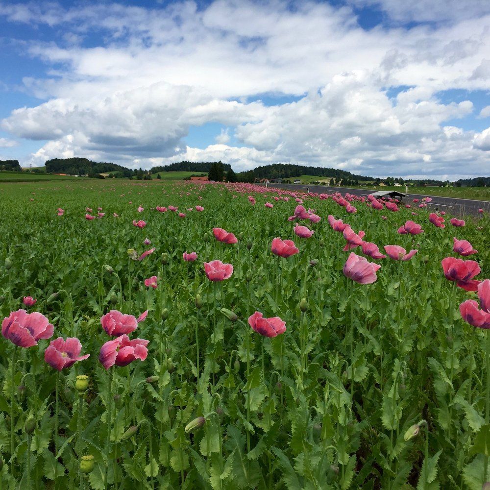 Photograph by АРТЕМ ШАТОВ