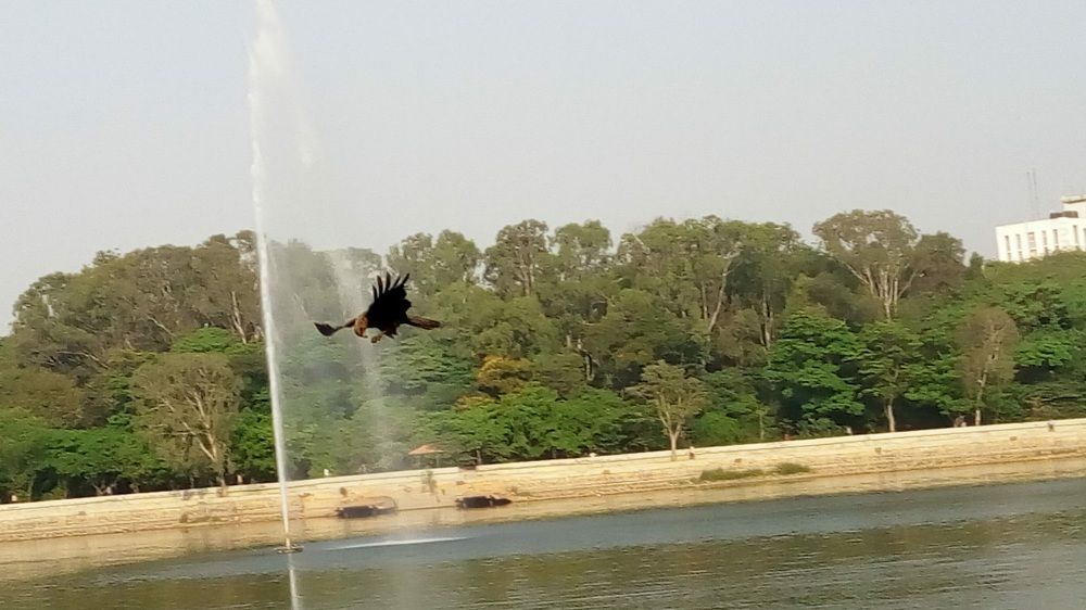 The flight