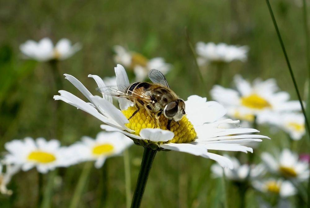 На ромашке.