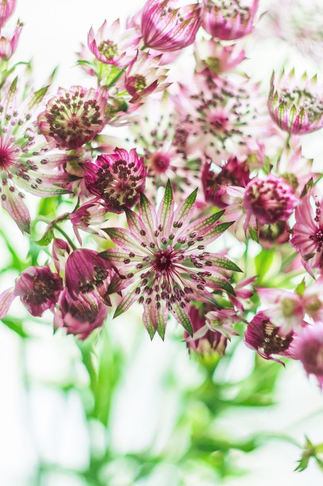 Хрупкая красота