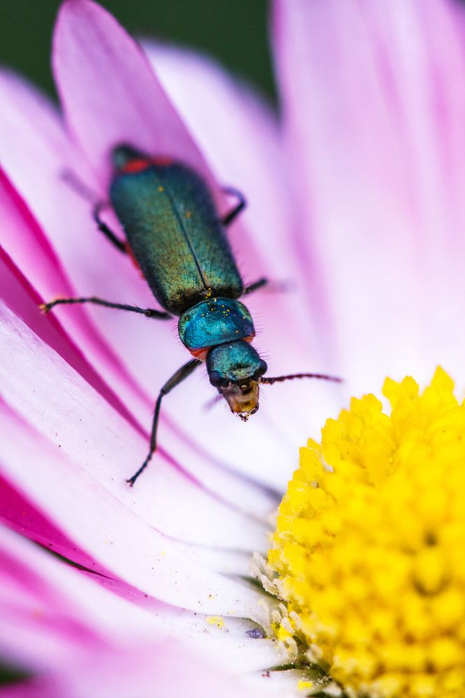 Маргаритка на десерт