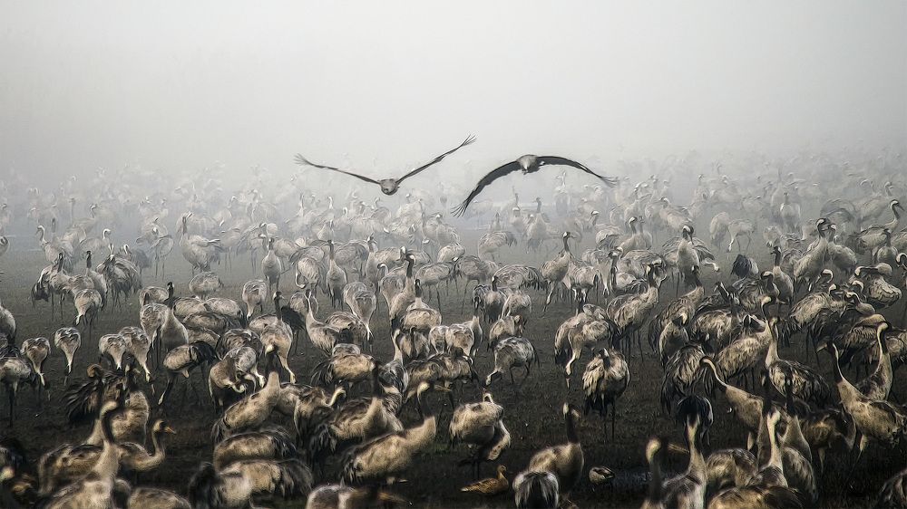 На бреющем...