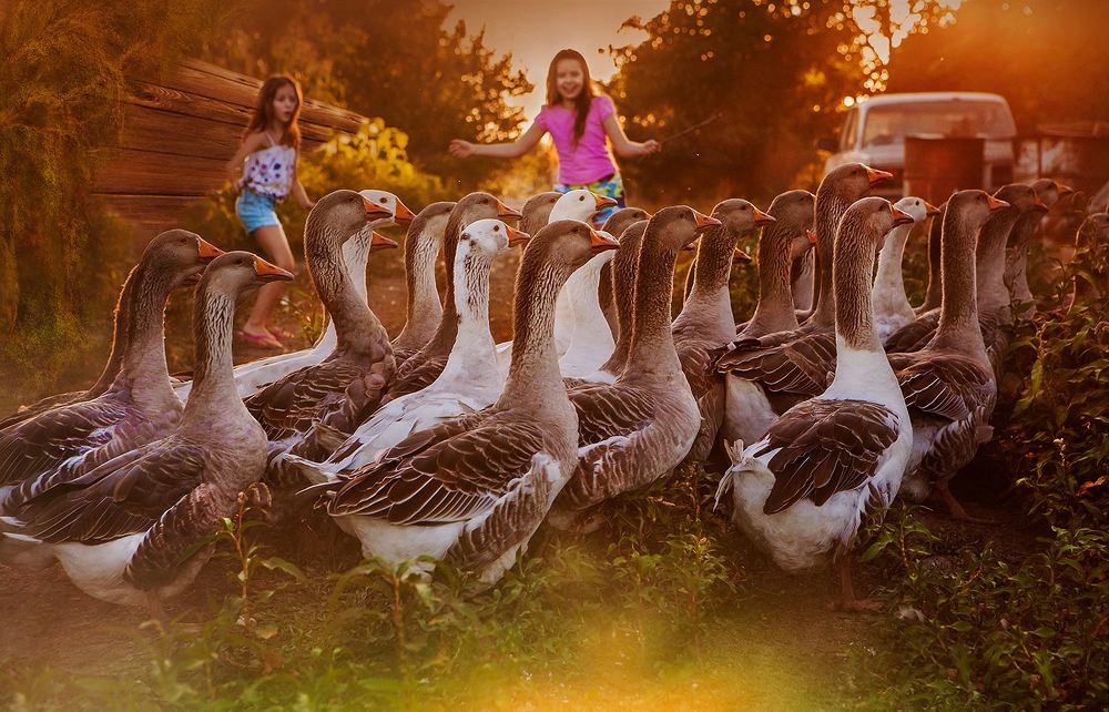 Гуси-гуси...