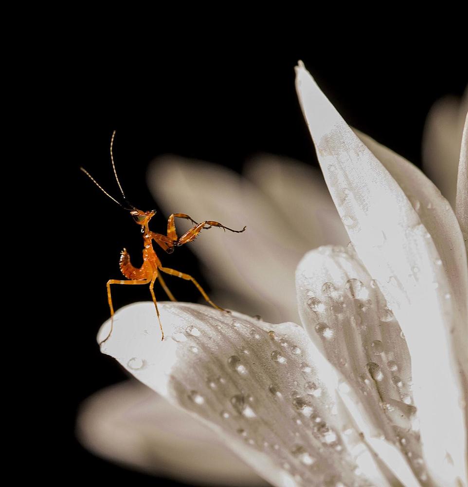 Танцы. Детёныш богомола.