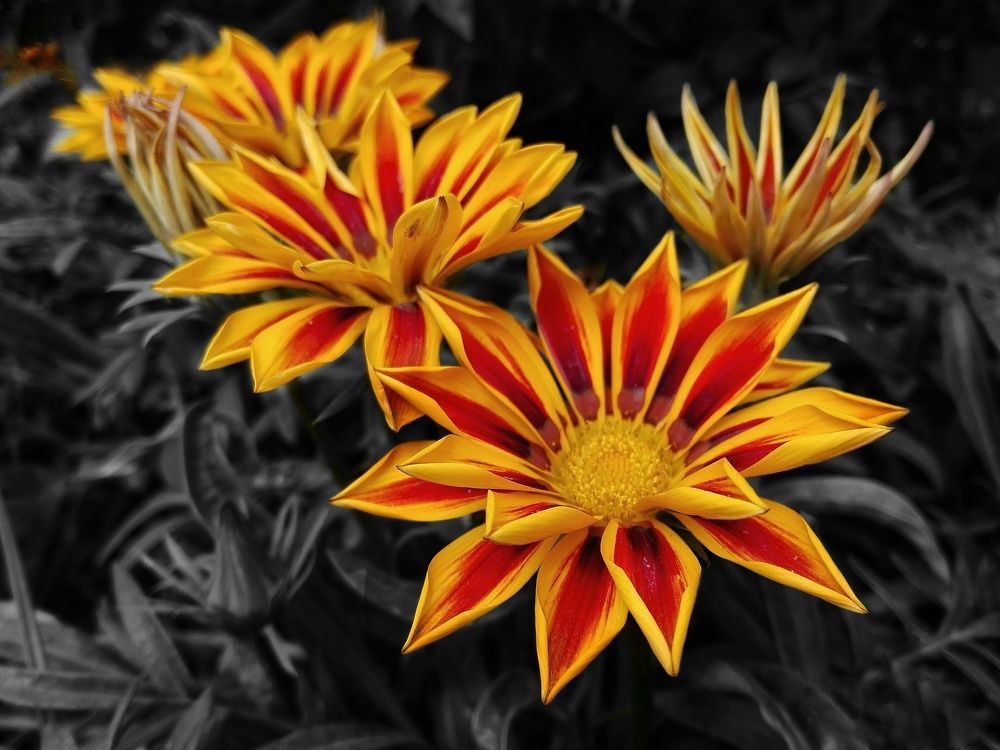 The beauty of flowers