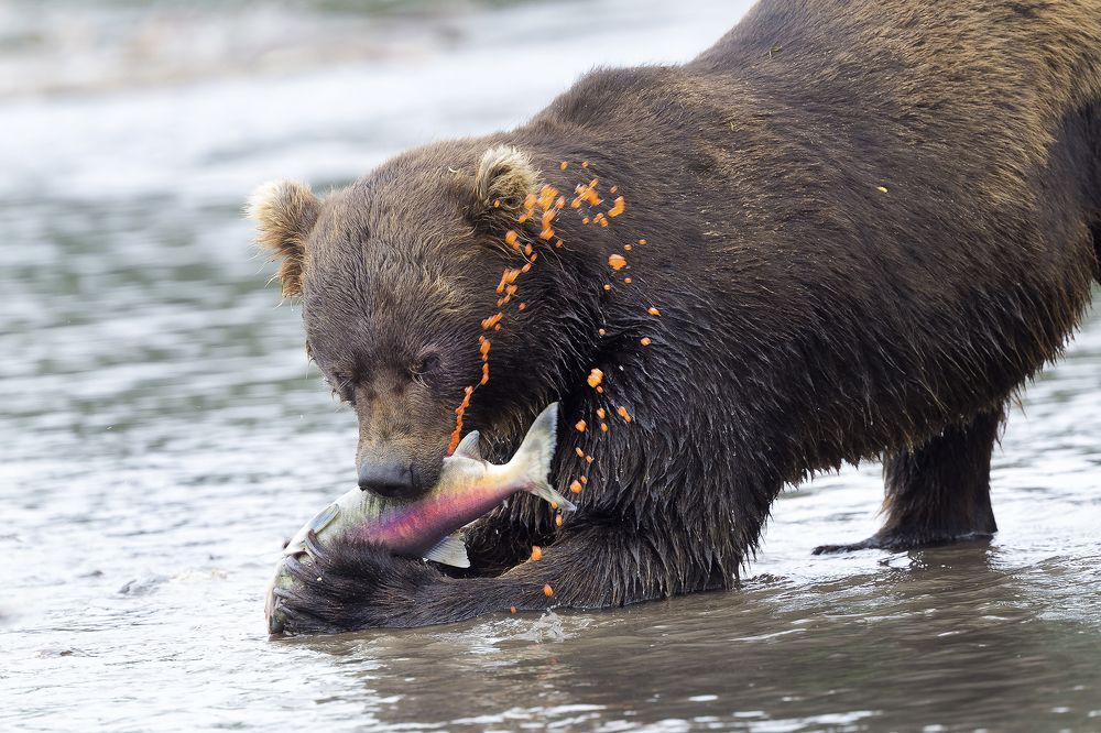 Bear with a caviar of Salmon eggs