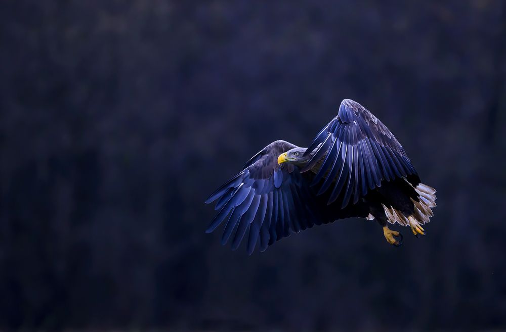 White-Tailed Eagle