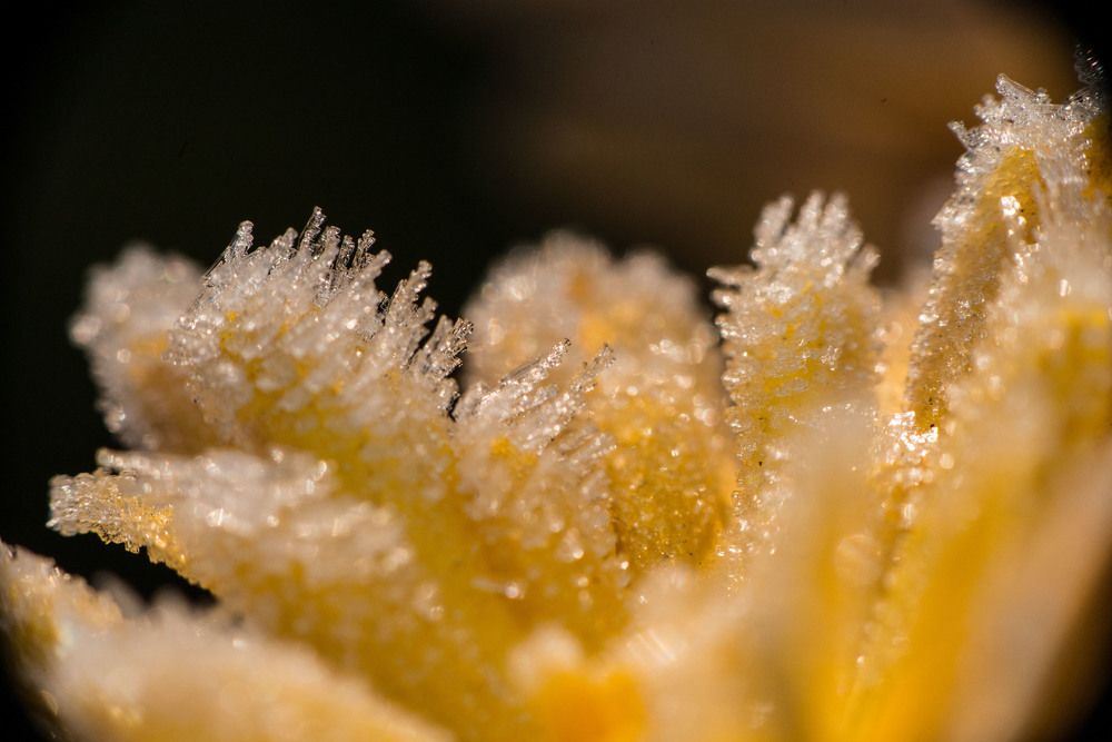 Сон белоснежный