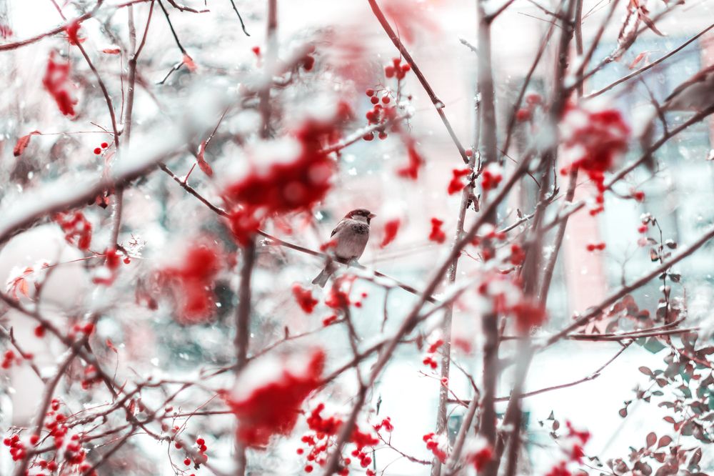 Москвский воробей