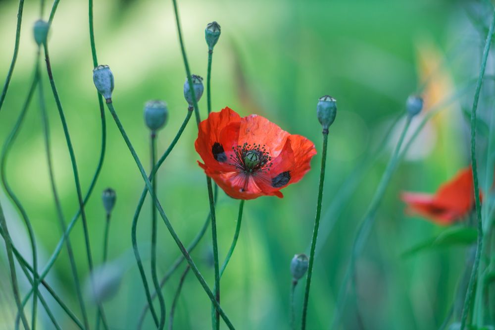 Последний мак