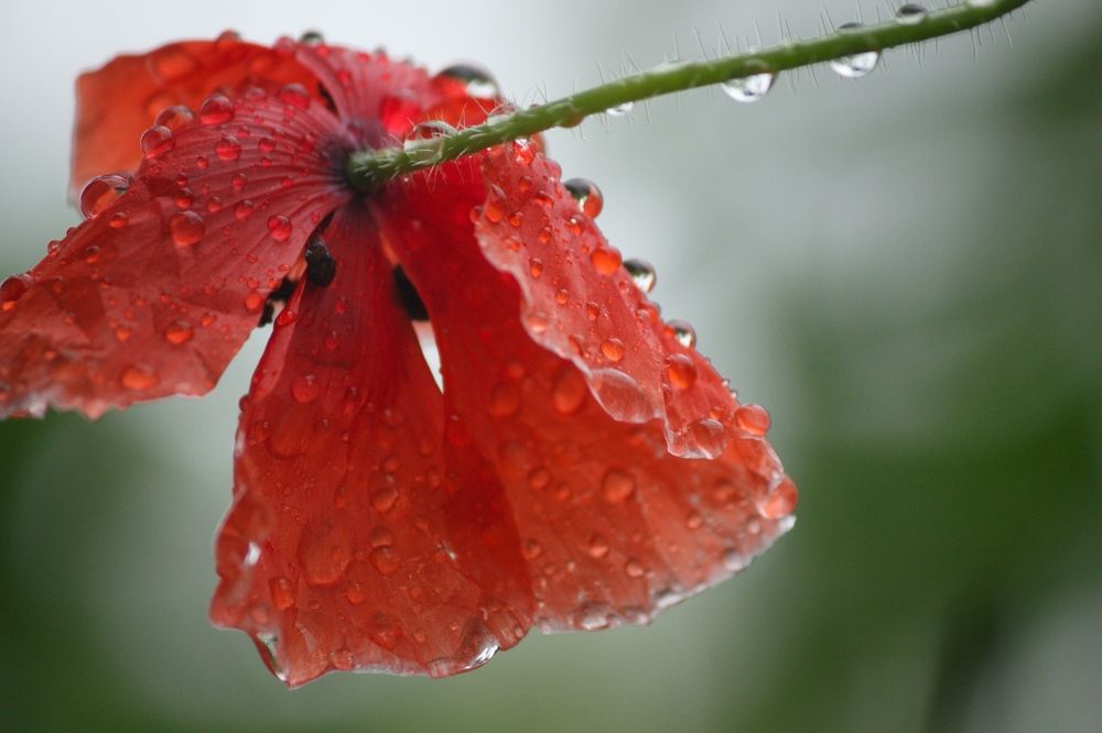 Drops on red
