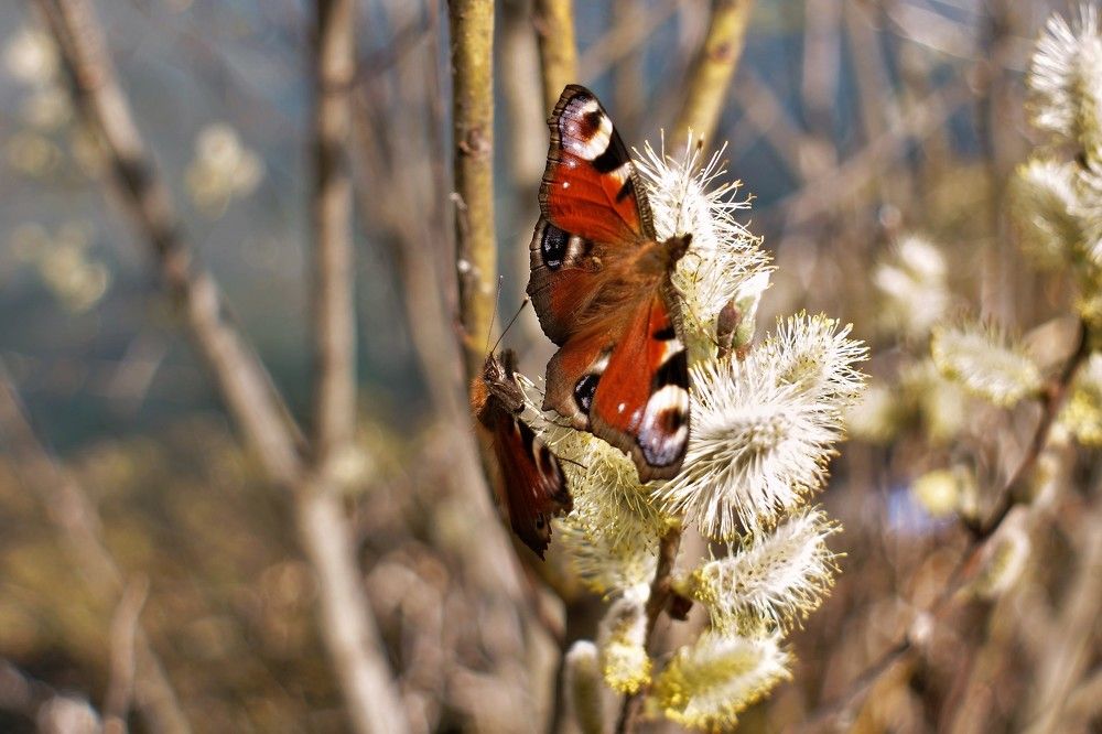 Photograph by вадим аврахов