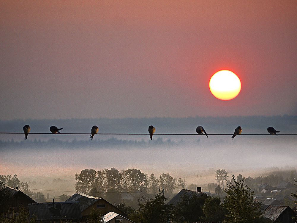 Летнее утро