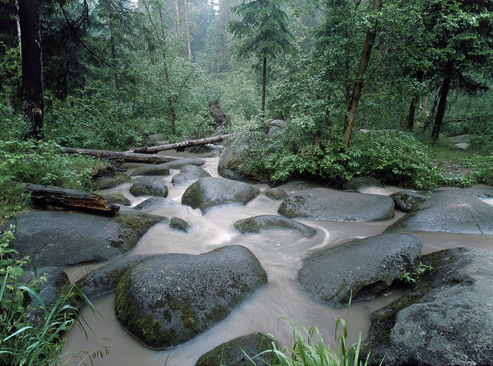 Лесная речка