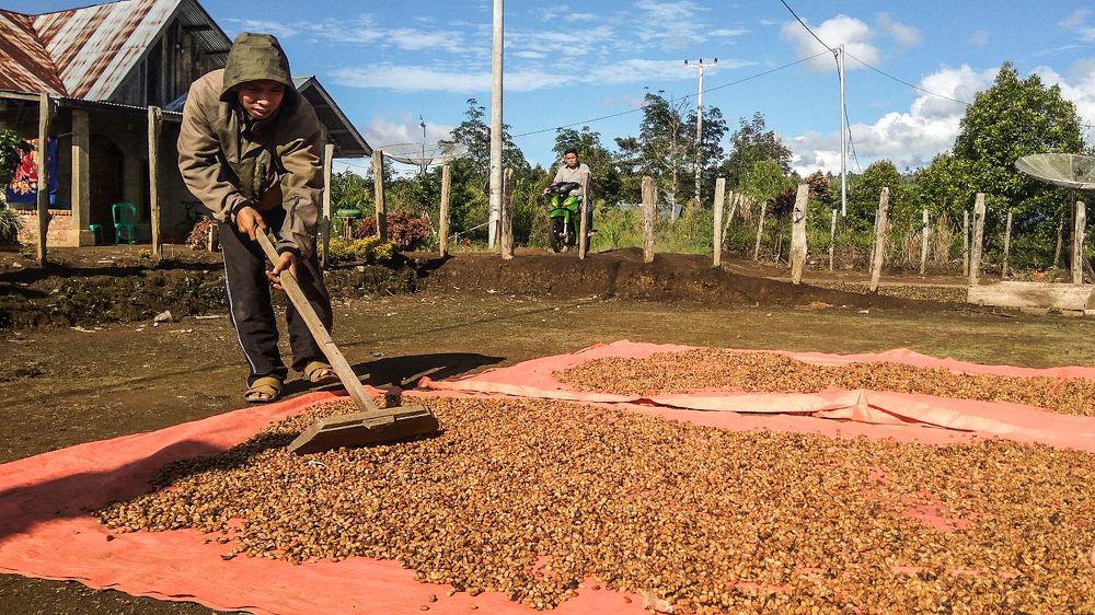 The Drying Process of Coffee
