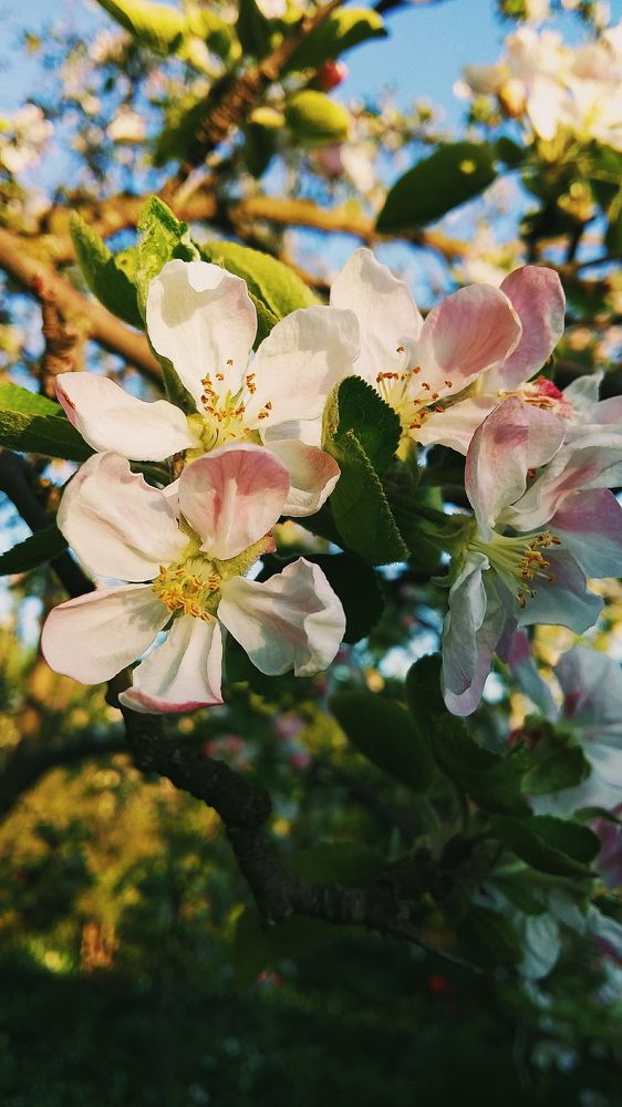 Loveliness around us