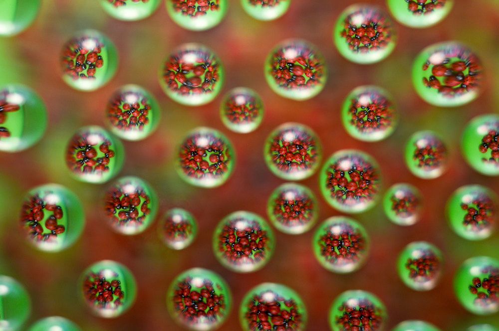 Капли жуков