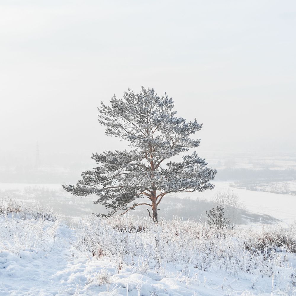 Одинокое дерево