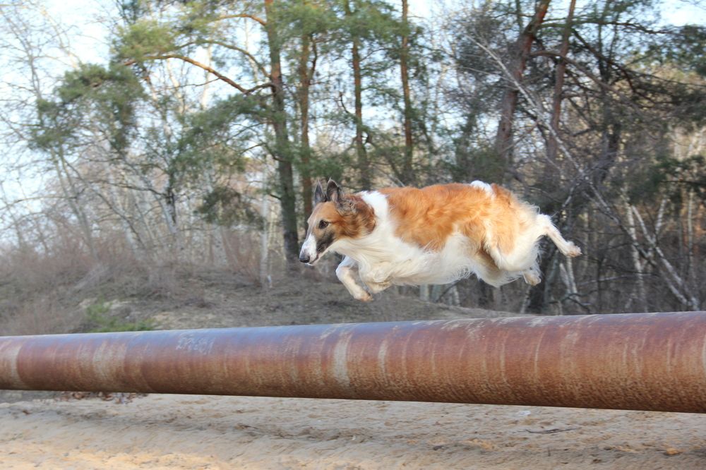 Огненный борзой