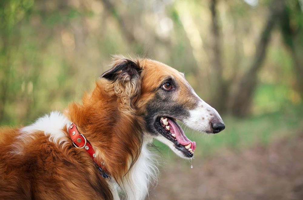 Рыжий красавец