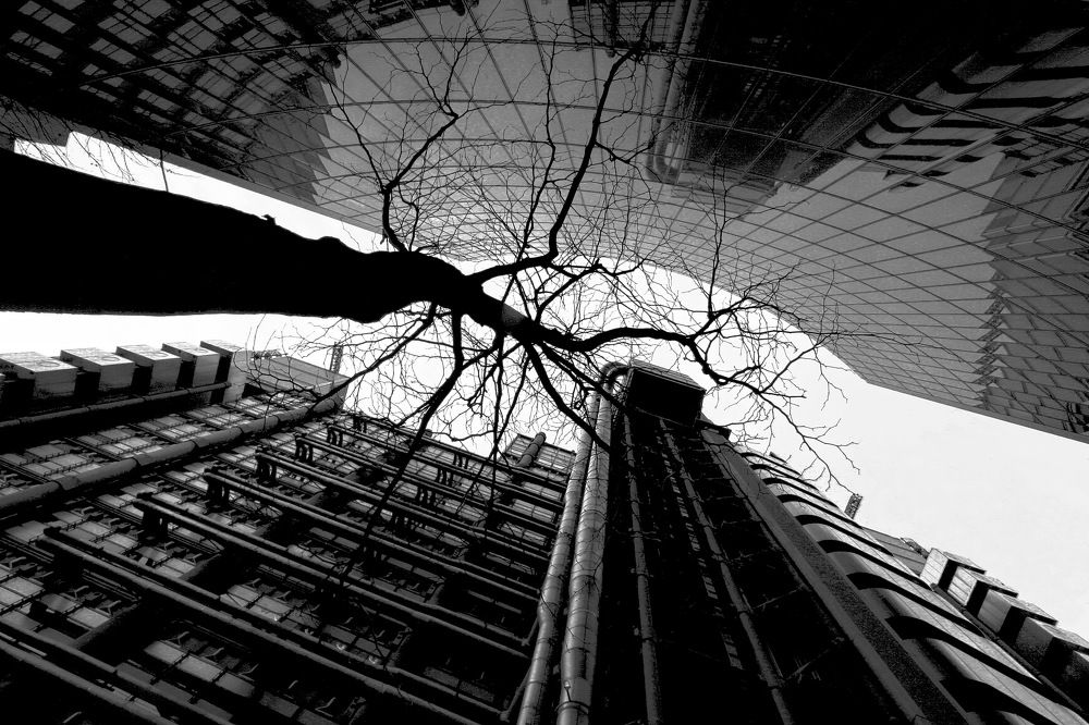 городские  джунгли