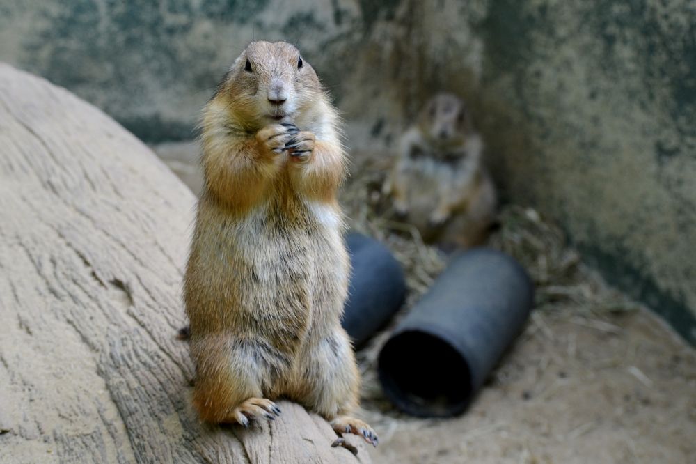 I beg you, save the planet