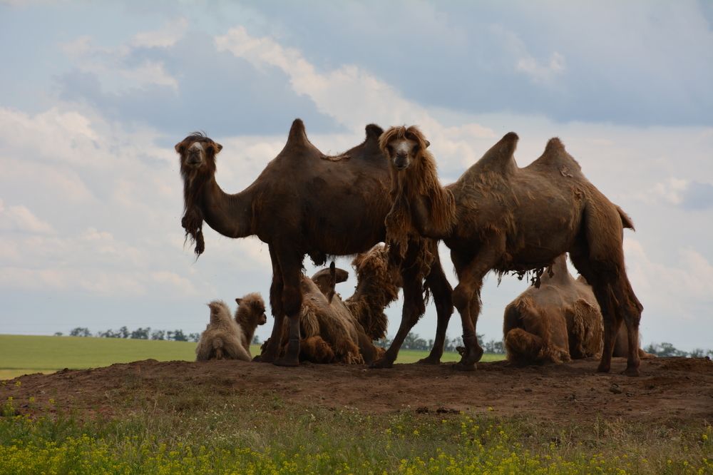 Верблюды