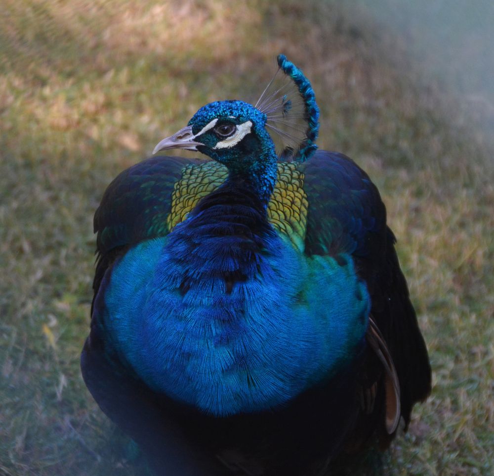 Peacock