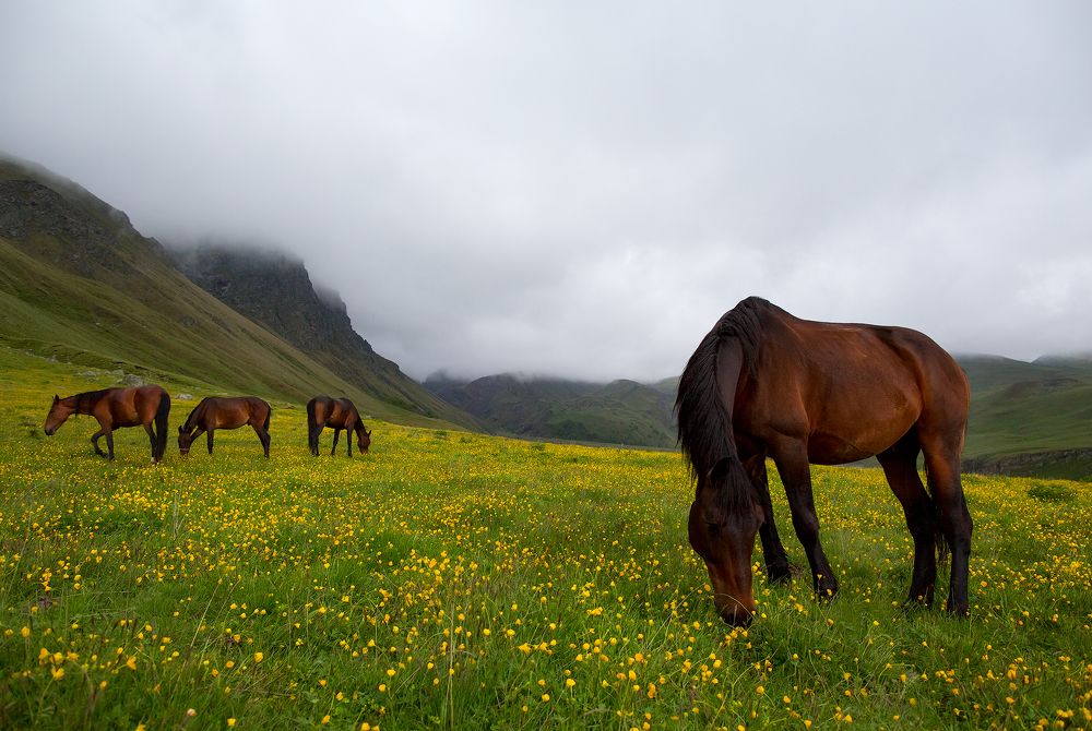 Кони привередливые..