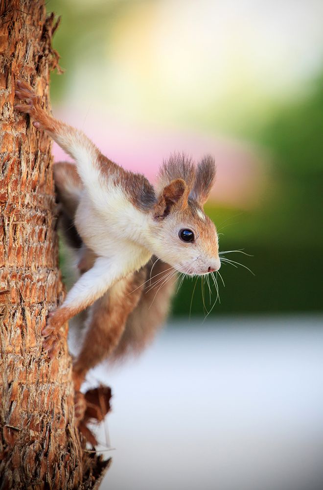Белка в лесу в Испании