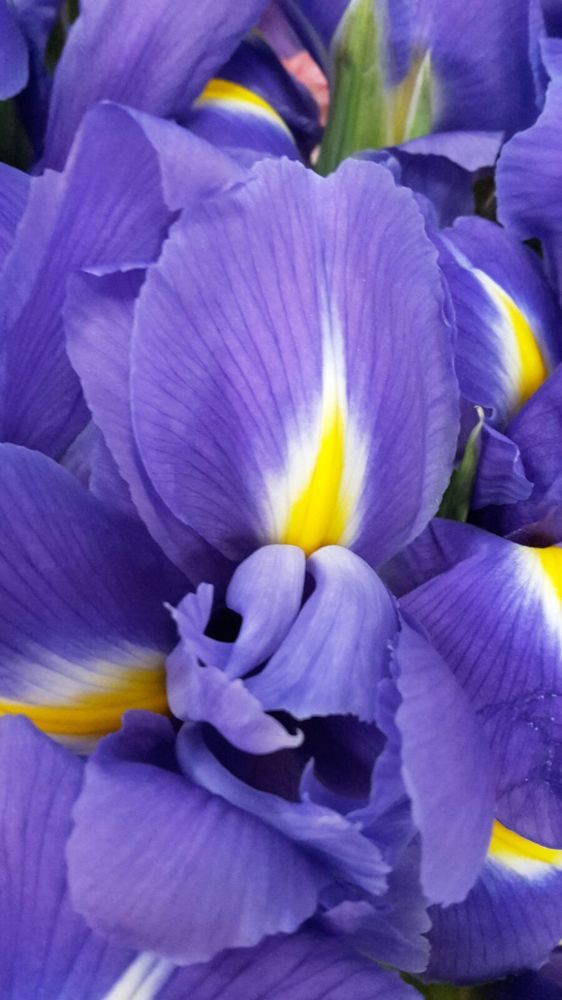 Iris