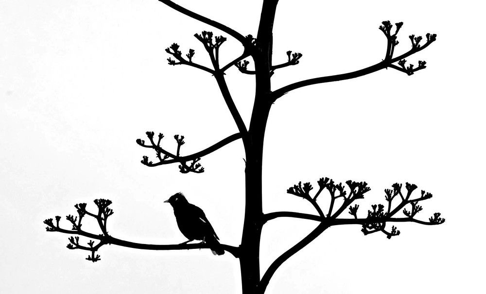 птичка на дереве