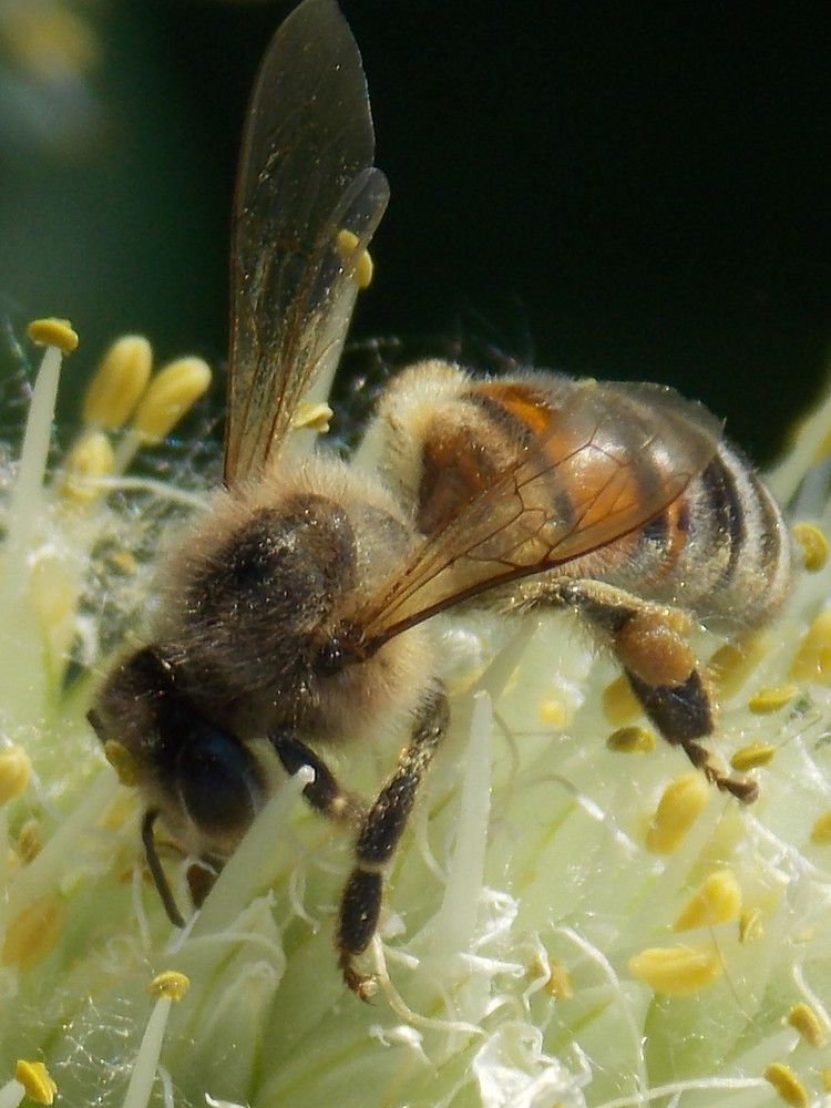 сбор пыльцы