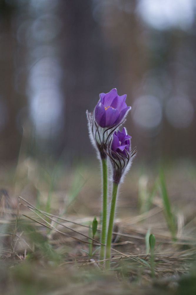 Photograph by Викулов Николай