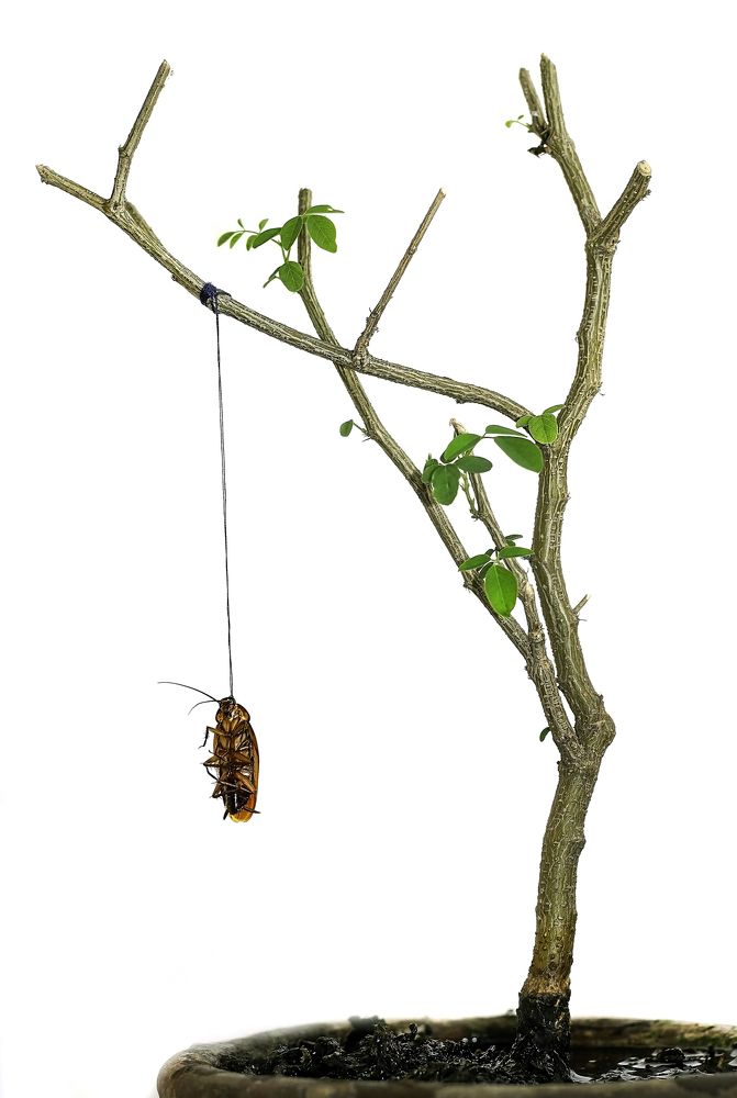 Hanging Cockroach