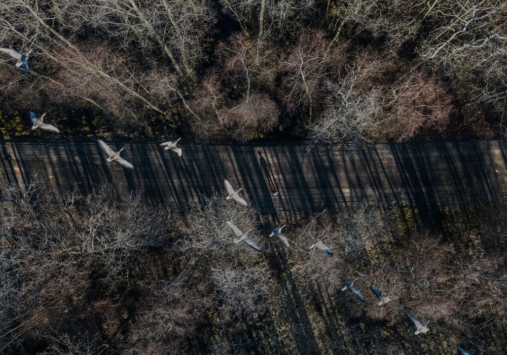 Self-portrait with birds.