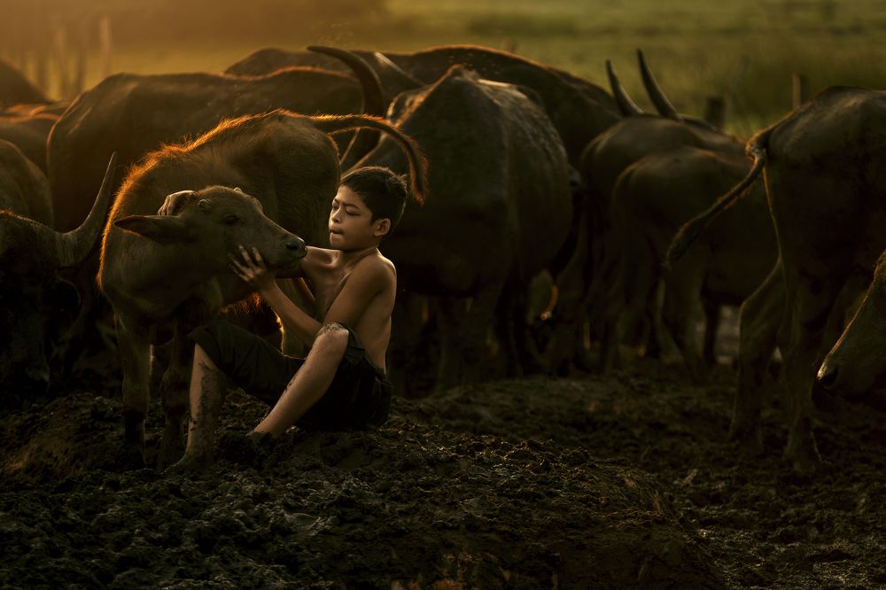 Sukor: The Buffalo Guardian