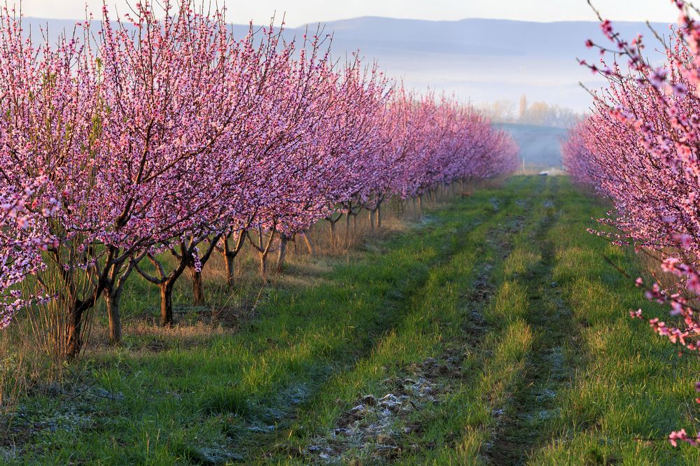 Один раз в год сады цветут...