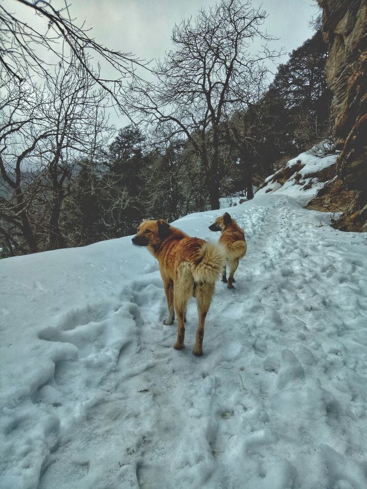 Dogs in mountains