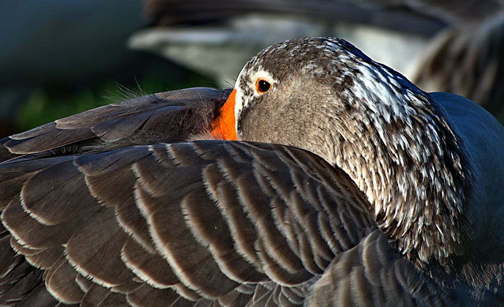 Goose settling for the night