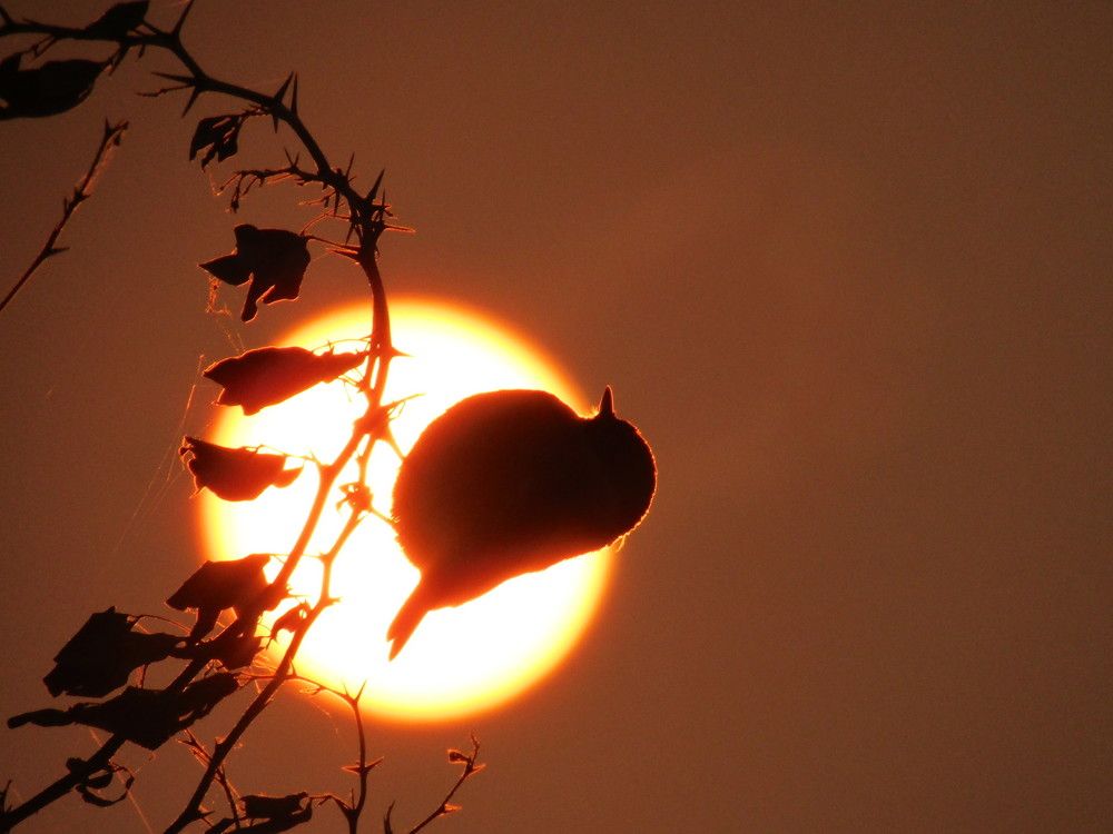 Sun behind the Sparrow