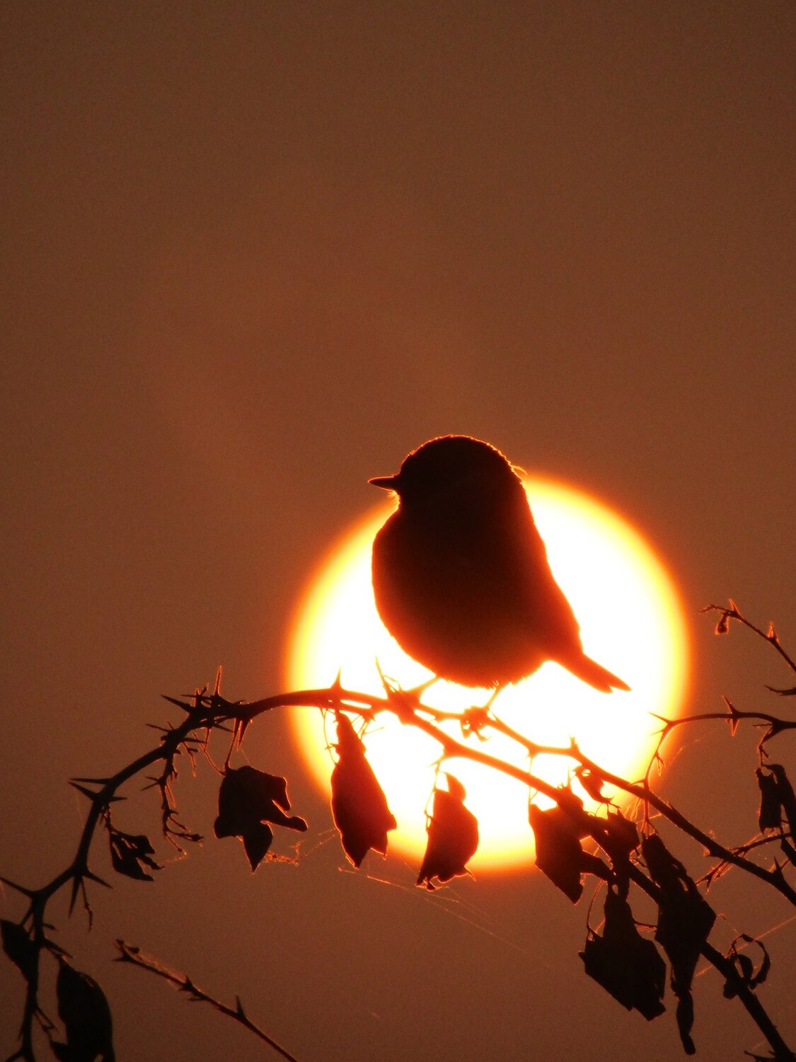 Sun behind the Sparrow